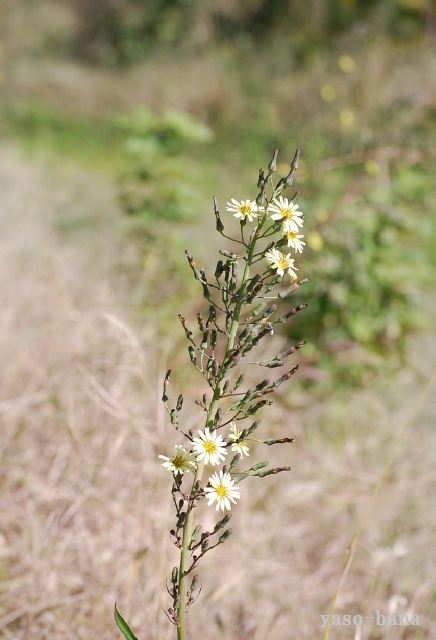 e0025300_1852955.jpg