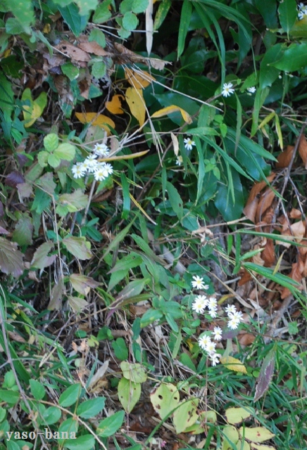 e0025300_18532012.jpg