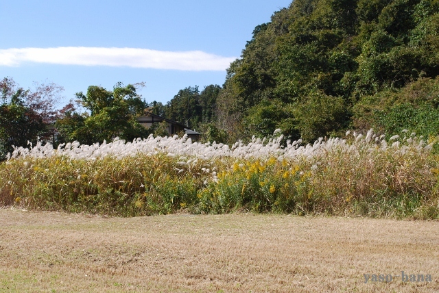 e0025300_18555971.jpg