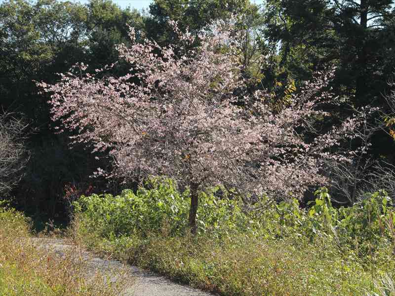a0188405_21111329.jpg