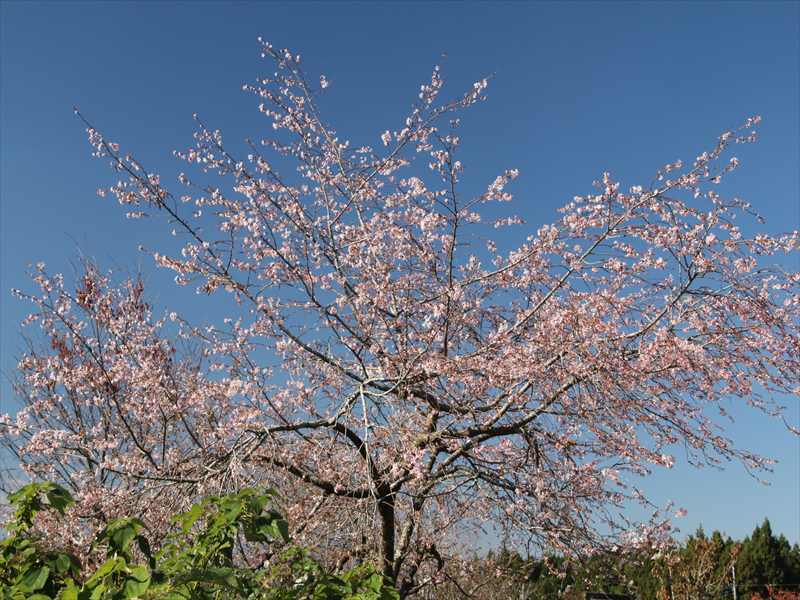 a0188405_21114238.jpg