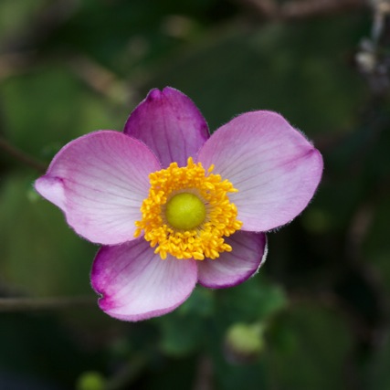 e0021328_102227.jpg