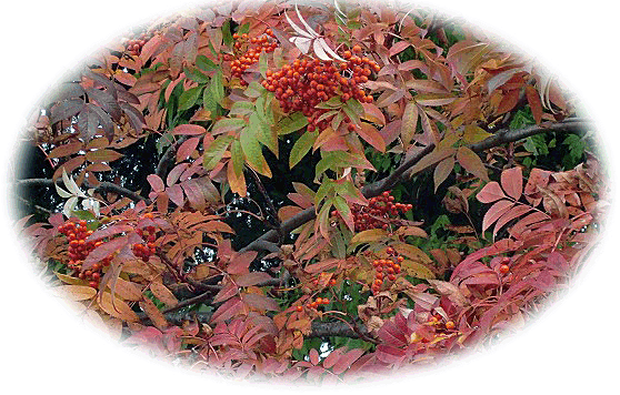 c0123031_5112115.gif