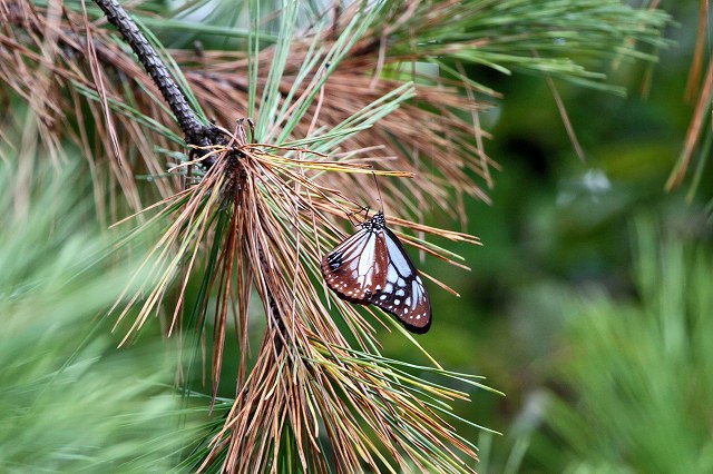 a0242438_20243962.jpg