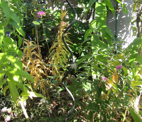 b0178339_1762541.jpg