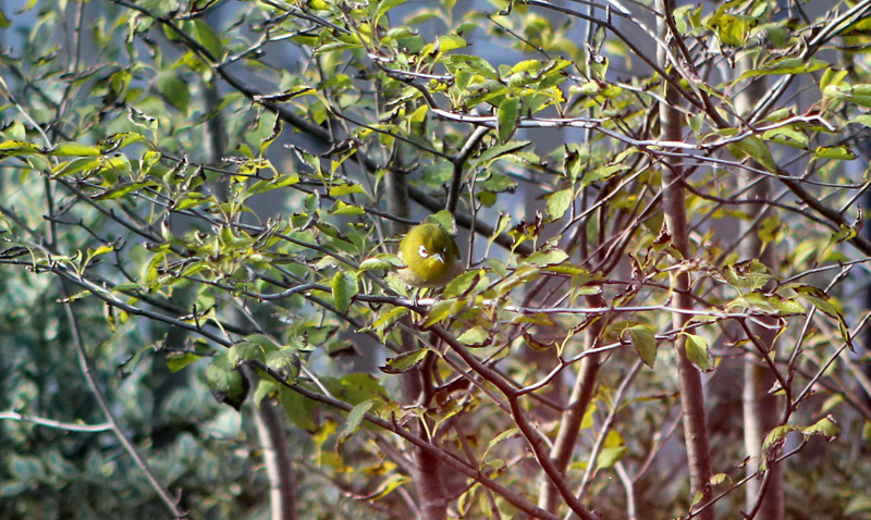 f0184244_8201334.jpg