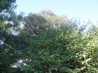 a0130960_2123445.jpg