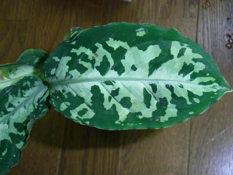 d0249970_12013100.jpg