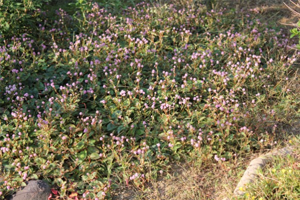 f0003174_173775.jpg