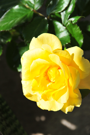 c0004078_857311.jpg