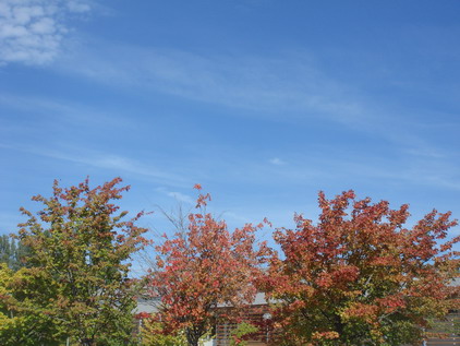 a0247585_60882.jpg