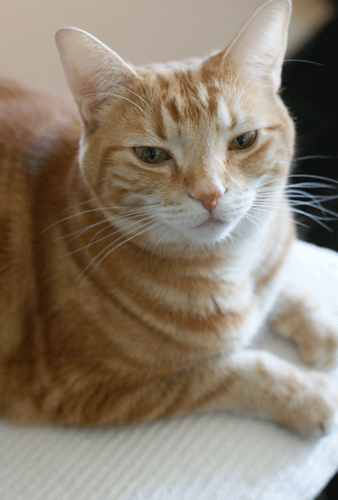 c0193788_10461184.gif