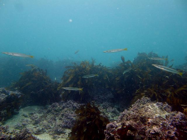 d0175710_2227579.jpg