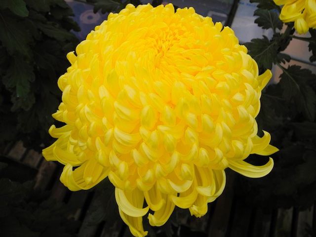 c0248013_1841198.jpg