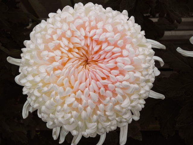 c0248013_1853159.jpg