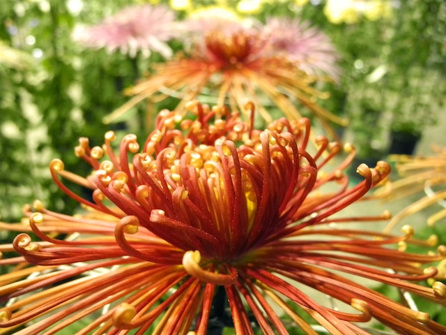c0248013_18564450.jpg