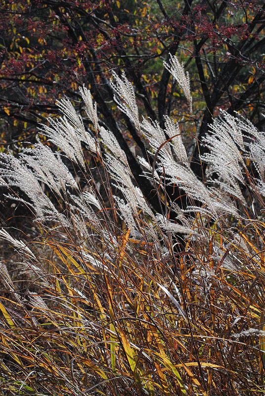 a0001354_225858.gif