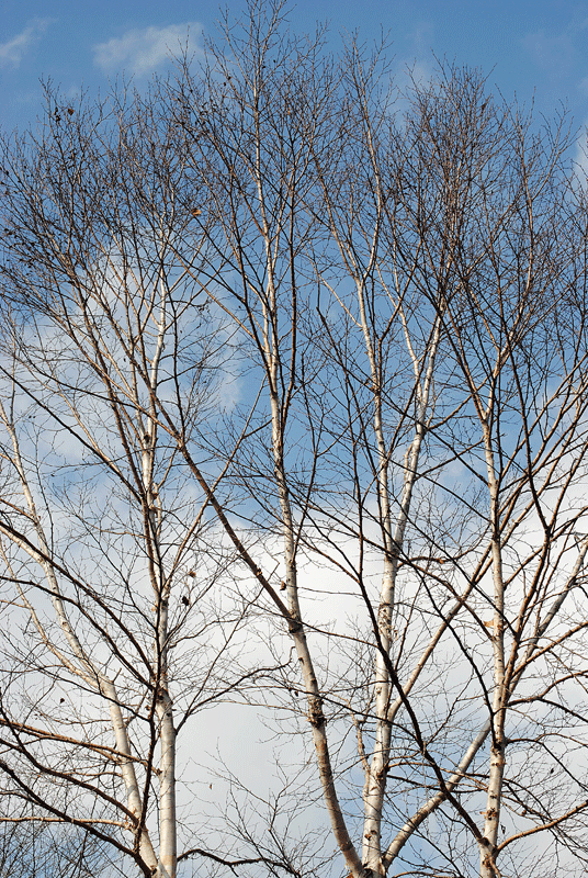 a0001354_225924100.gif