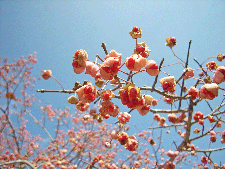 a0001354_2323774.gif