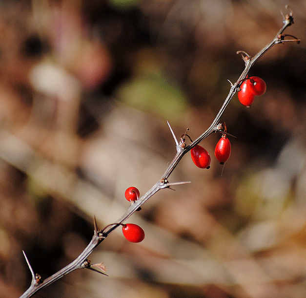 a0001354_2333916.gif