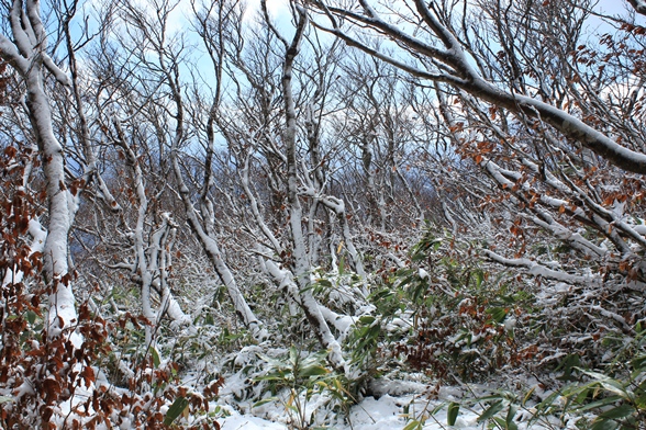 e0239458_2051329.jpg
