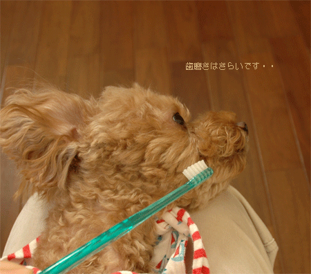c0196673_11151187.gif