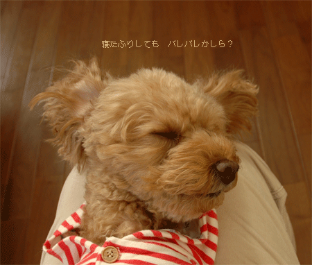 c0196673_11162923.gif