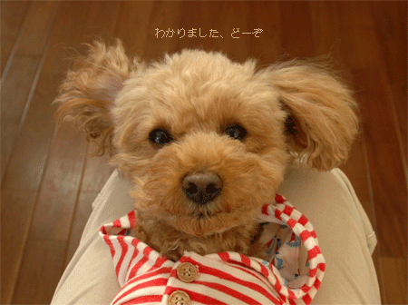 c0196673_11165619.gif