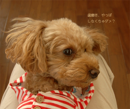 c0196673_1116717.gif