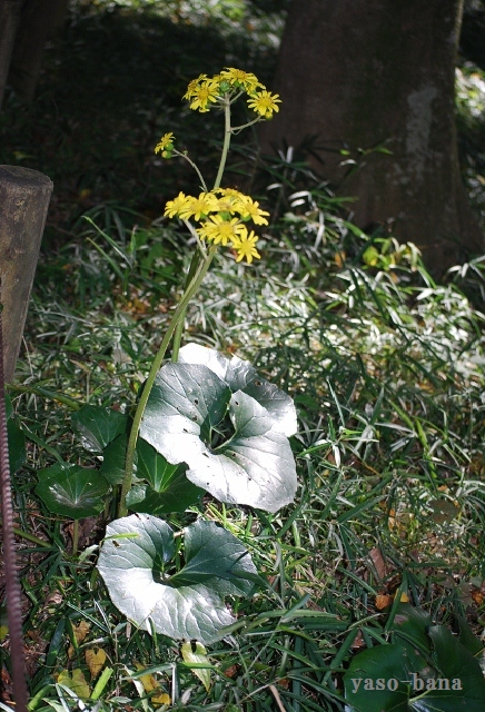 e0025300_17402836.jpg