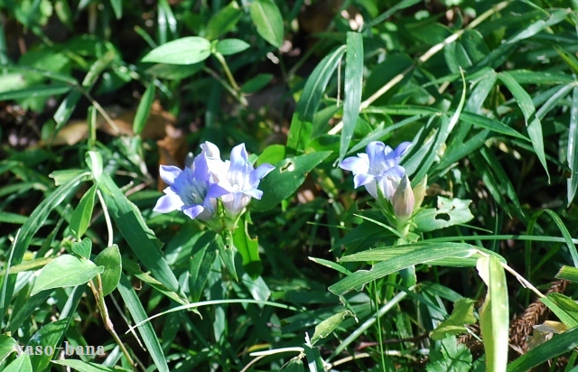 e0025300_17425858.jpg
