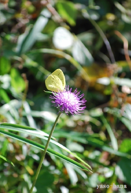 e0025300_1750479.jpg