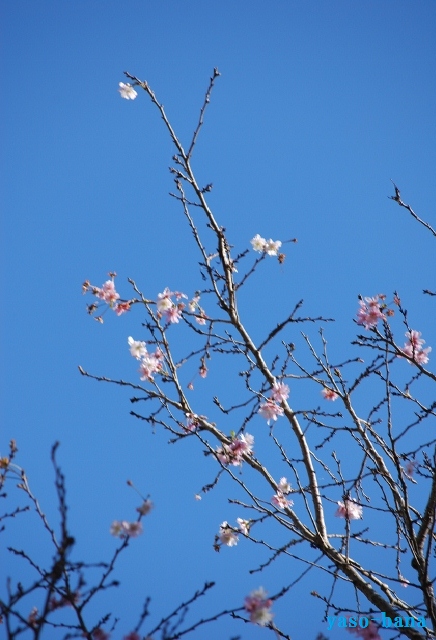 e0025300_1814740.jpg