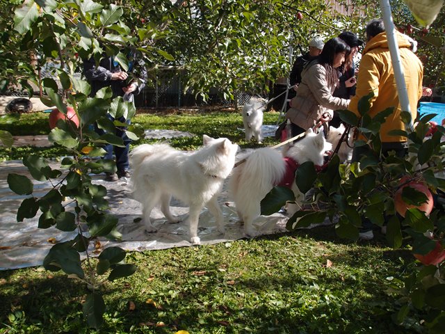 e0018604_10351779.jpg