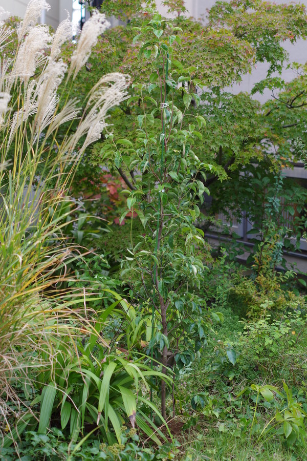 c0056707_1514026.jpg