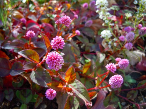 c0117007_20385734.jpg
