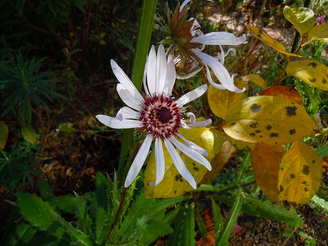 c0117007_203951100.jpg