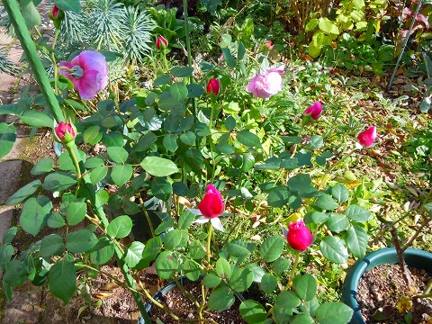 c0117007_20491625.jpg