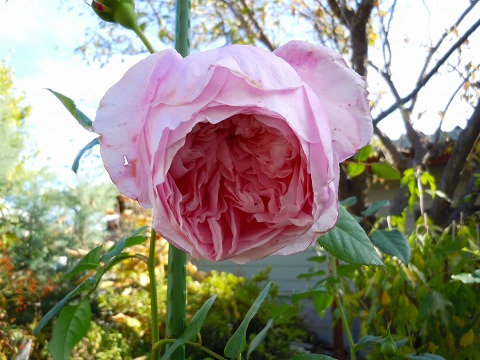 c0117007_2049499.jpg