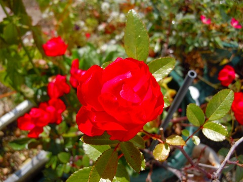 c0117007_20501083.jpg