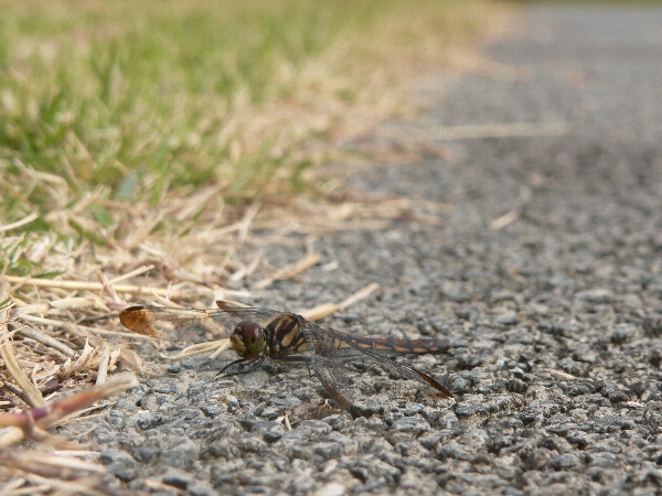 e0002314_2027014.jpg