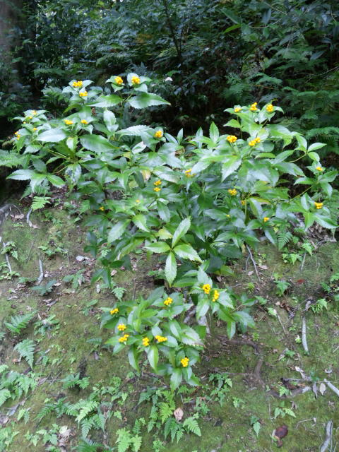 d0063216_0151539.jpg