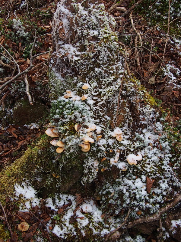c0085622_19474110.jpg