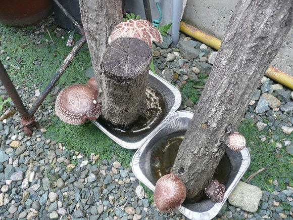c0009528_10282671.jpg