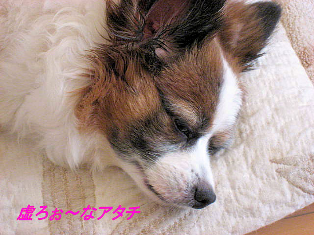 a0149240_11295848.jpg