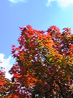 b0200747_0465116.jpg