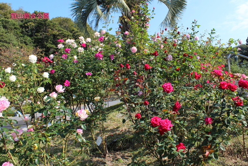 a0249051_11324388.jpg