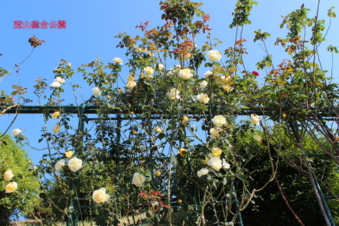 a0249051_11345121.jpg