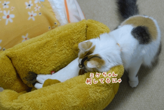 a0266372_16343124.gif