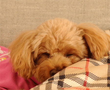 c0196673_11155520.gif